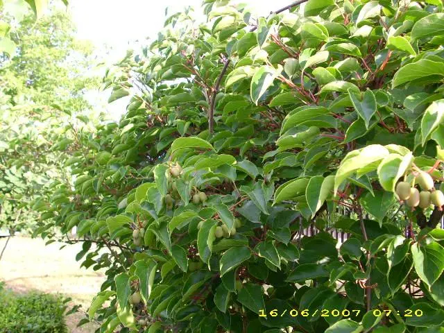 Bower Or Hardy Actinidia (Actinidia Arguta) — makes it a delightful and useful addition to any garden