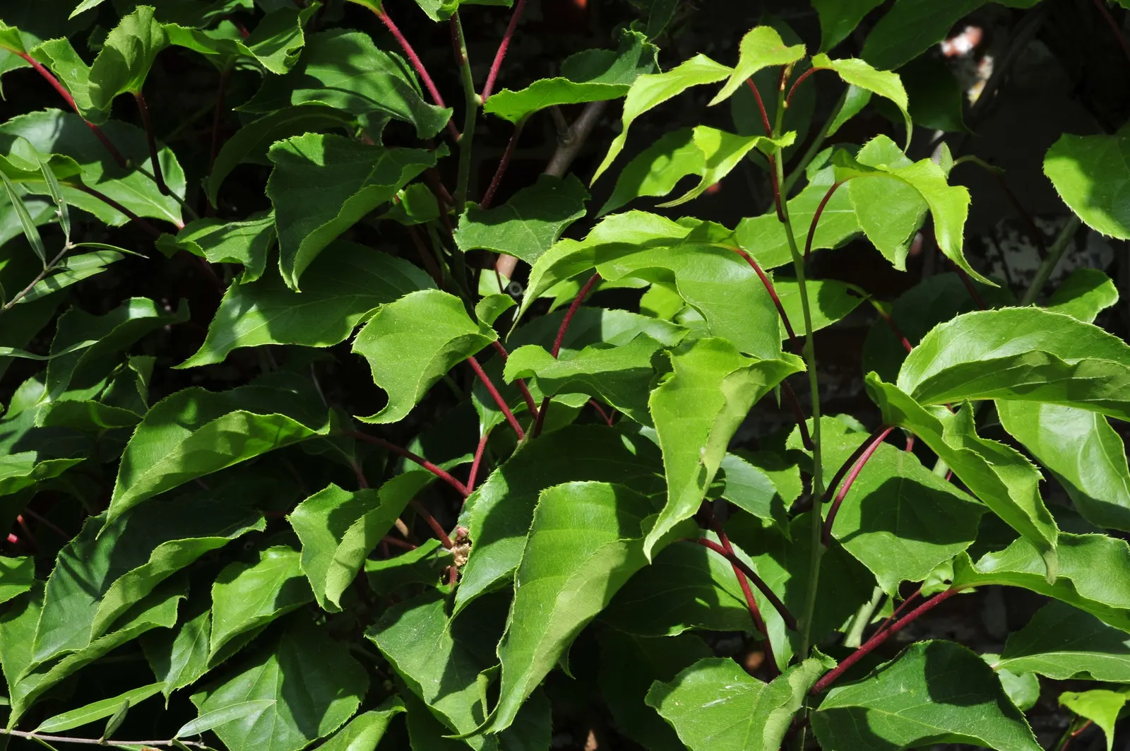 Bower Or Hardy Actinidia (Actinidia Arguta) — scientifically known as Actinidia arguta