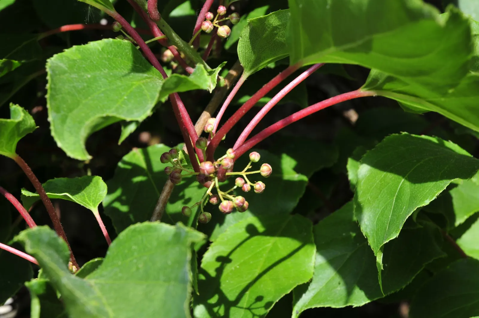 Bower Or Hardy Actinidia (Actinidia Arguta) — Plant trellises are recommended to support its maximum 20-foot spread