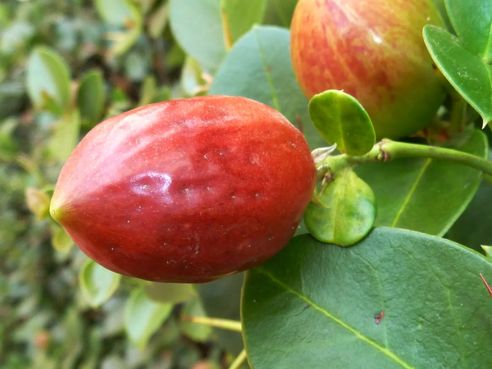 Natal Plum (Carissa Macrocarpa) — Natal Plum (Carissa macrocarpa) is an evergreen shrub; hardy and drought-resistant, it thrives in full sun to, image 88