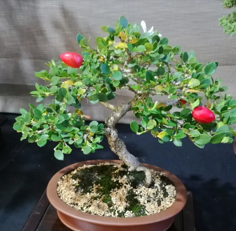 Natal Plum (Carissa Macrocarpa) — shrub for full or half; serving multiple functions with ease and aesthetic appeal, image 87