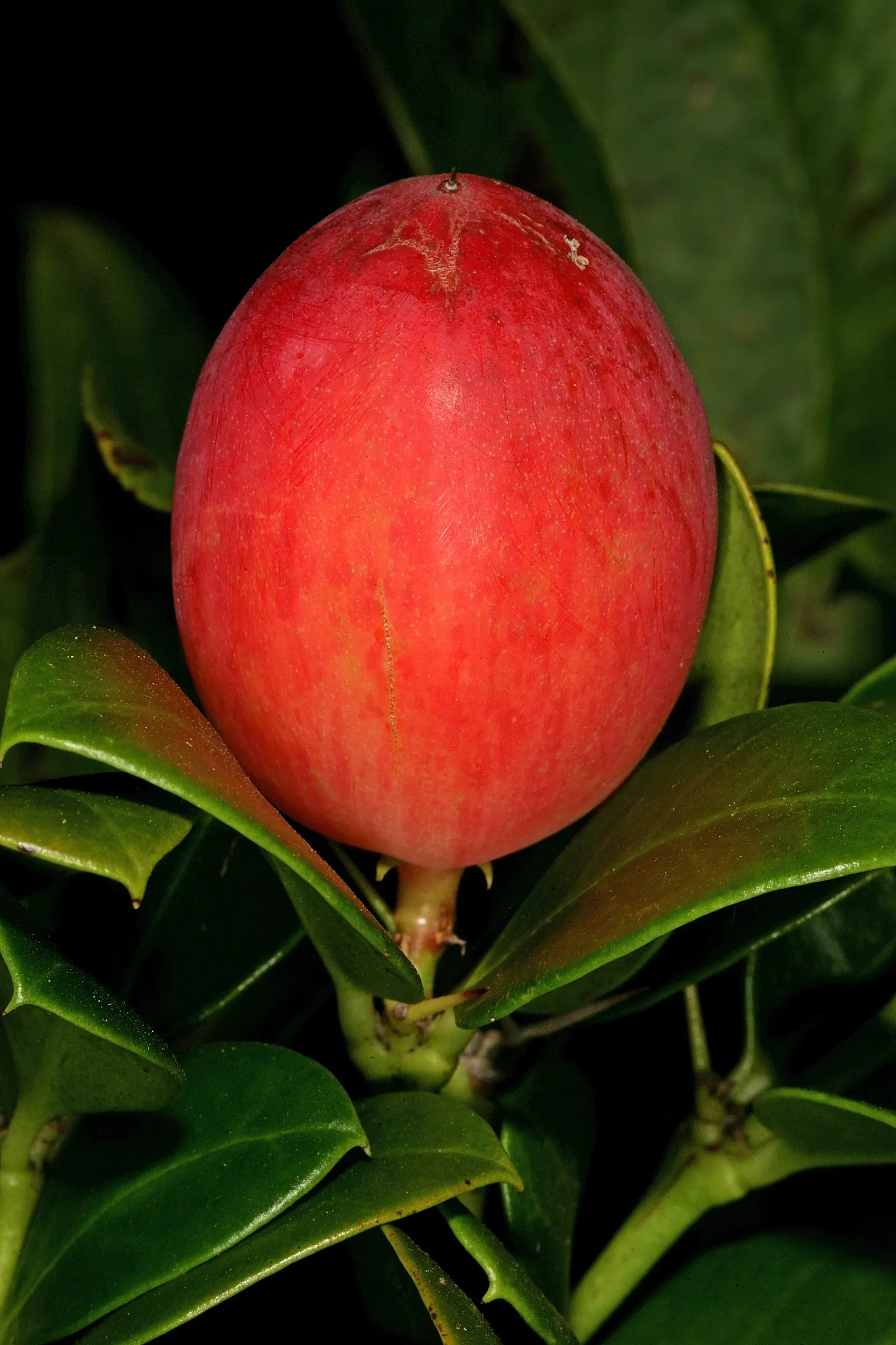 Natal Plum (Carissa Macrocarpa) — provided they are well-drained; making it an excellent choice for coastal regions