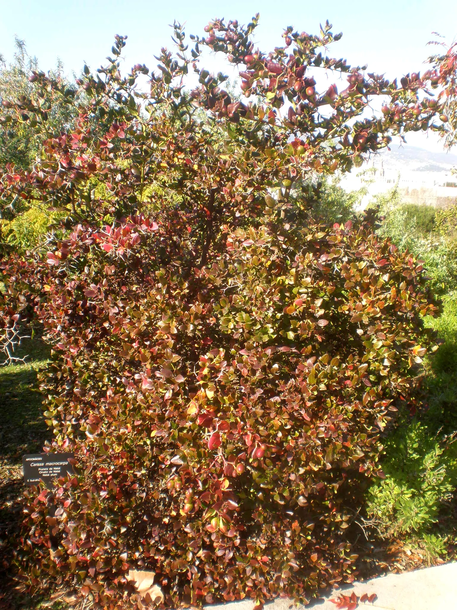 Natal Plum (Carissa Macrocarpa) — serving multiple functions with ease and aesthetic appeal; note its sharp thorns, ideal for security planting, image 84
