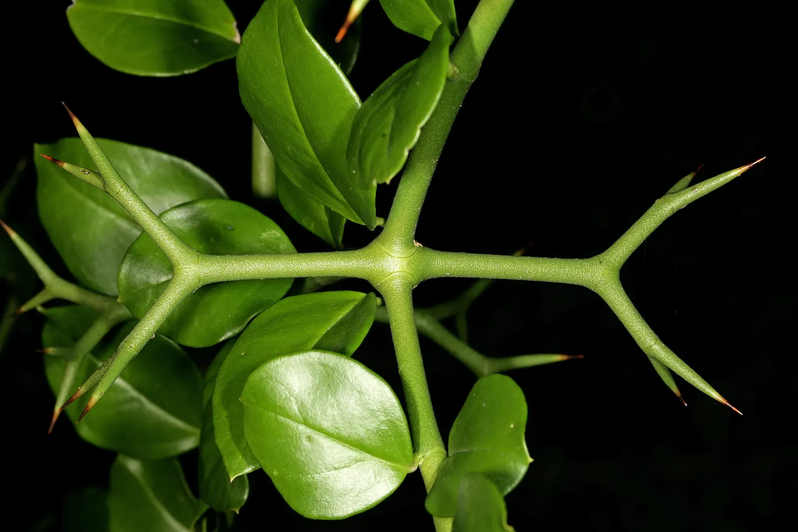 Natal Plum (Carissa Macrocarpa) — frequently utilized in culinary applications such as jams and jellies; drought-tolerant once established, image 74