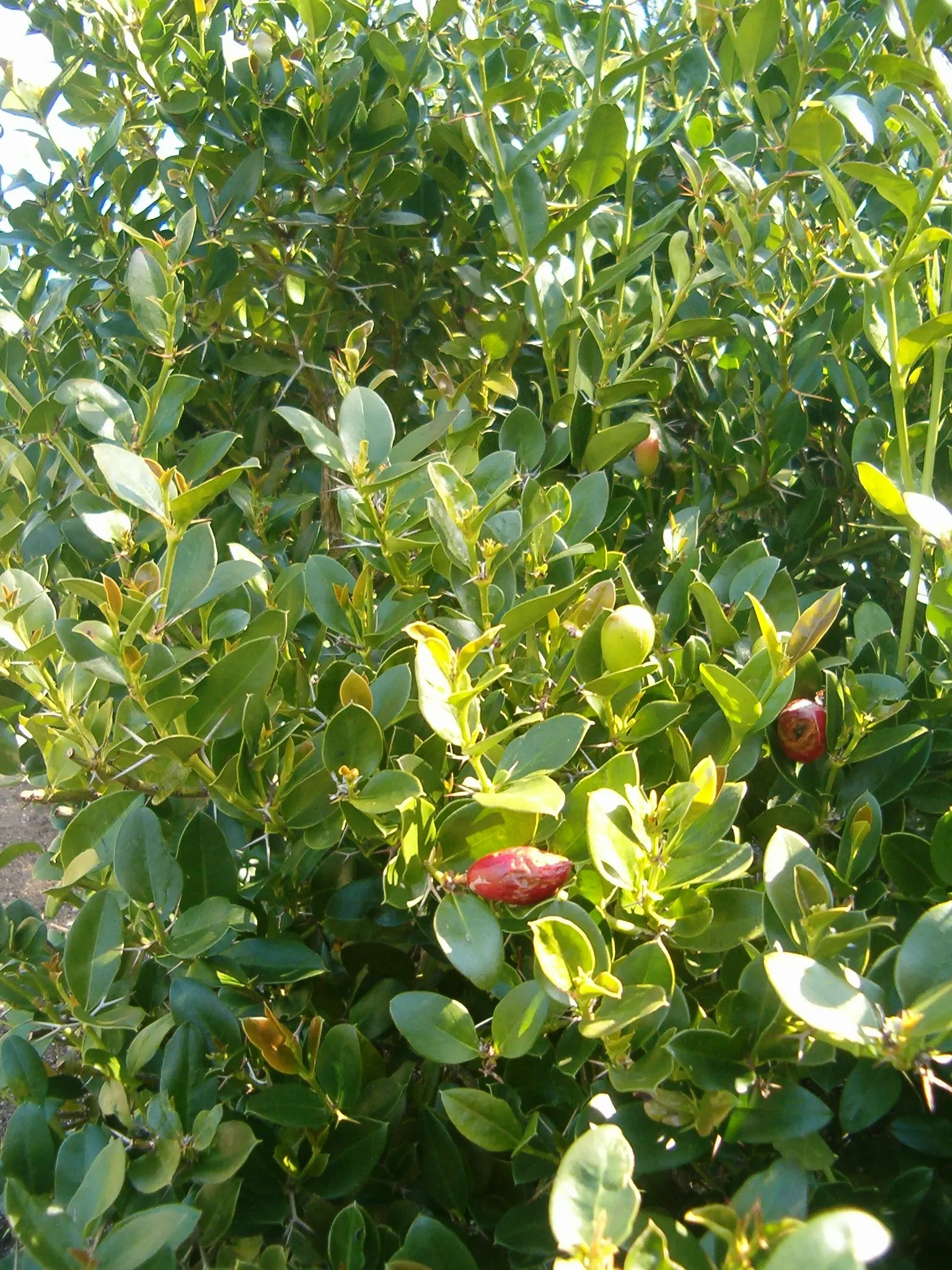 Natal Plum (Carissa Macrocarpa) — glossy foliage is a rich green color