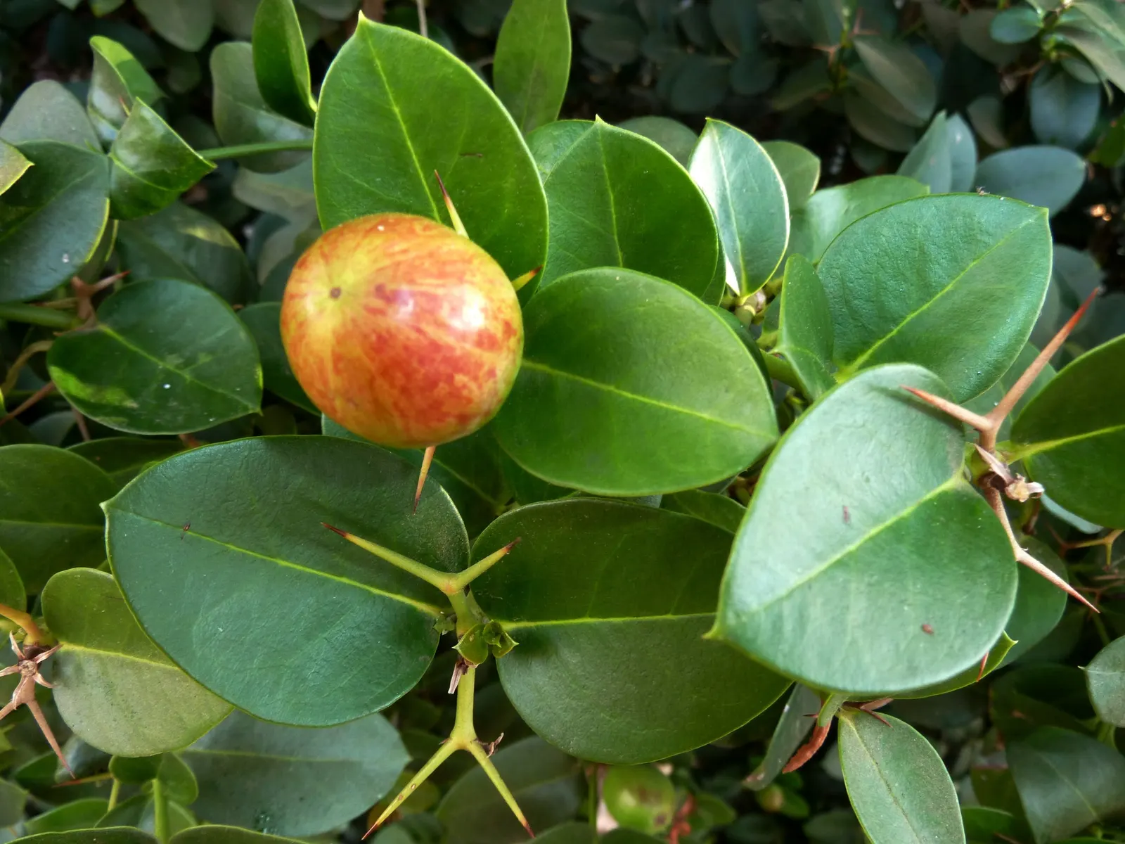 Natal Plum (Carissa Macrocarpa) — glossy foliage is a rich green color; but under optimal conditions can extend to a maximum of 10 feet