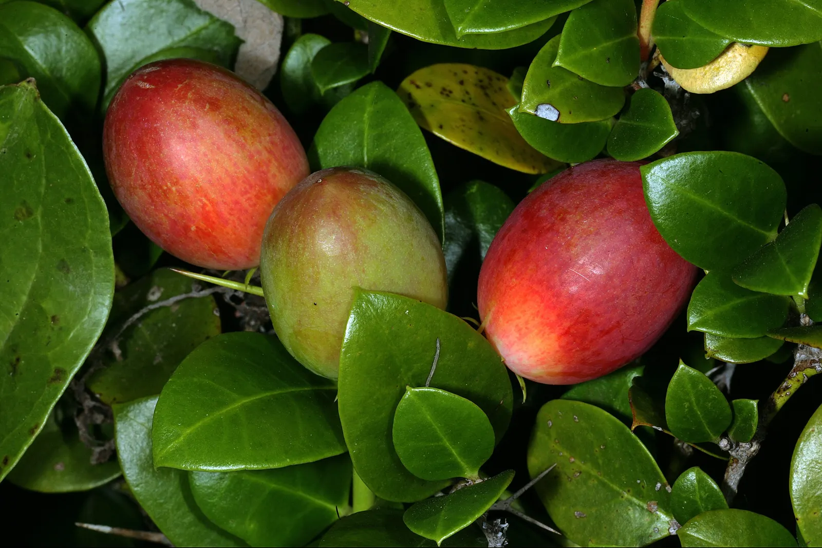 Natal Plum (Carissa Macrocarpa) — The Natal Plum, or Carissa macrocarpa, is a versatile and robust evergreen shrub originating from South Africa, image 94