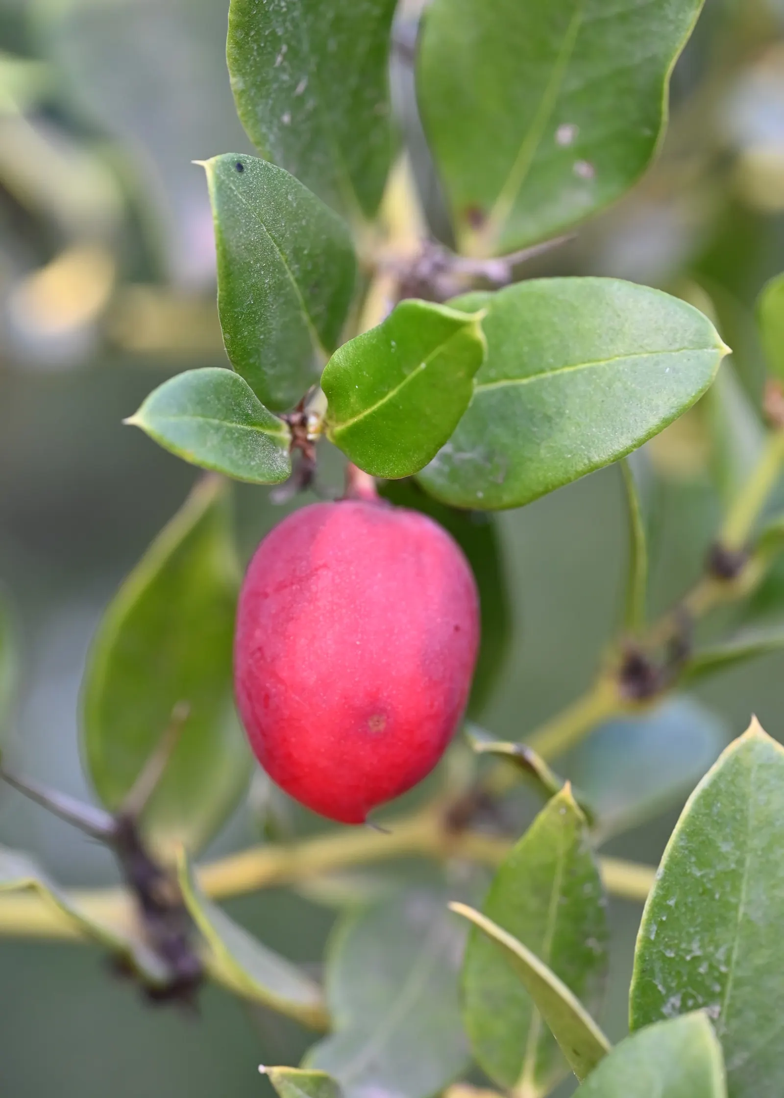 Natal Plum (Carissa Macrocarpa) — prized for its glossy foliage and star-shaped white blossoms that exude a sweet fragrance; providing a lush backdrop for its