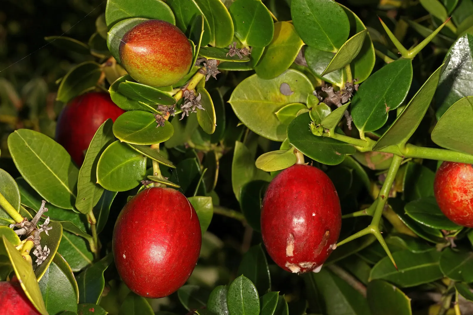 Natal Plum (Carissa Macrocarpa) — Drought-tolerant once established
