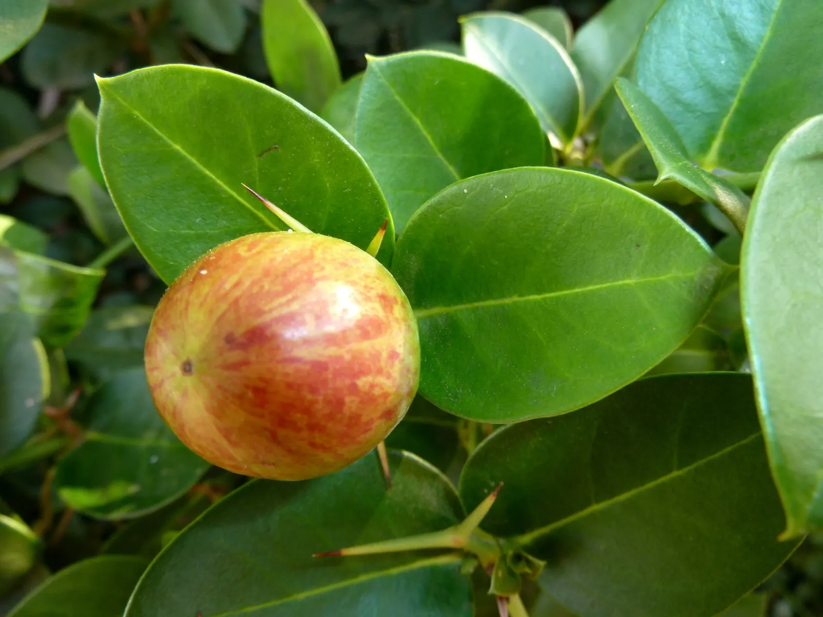 Natal Plum (Carissa Macrocarpa) — but under optimal conditions can extend to a maximum of 10 feet; prized for its glossy foliage and star-shaped, image 67