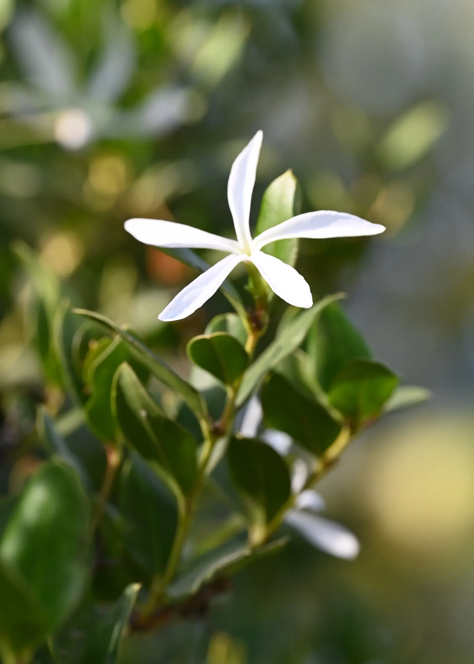 Natal Plum (Carissa Macrocarpa) — Note its sharp thorns, ideal for security planting; it features plum-like fruits, edible when red, and grows 5 to 7 feet tall