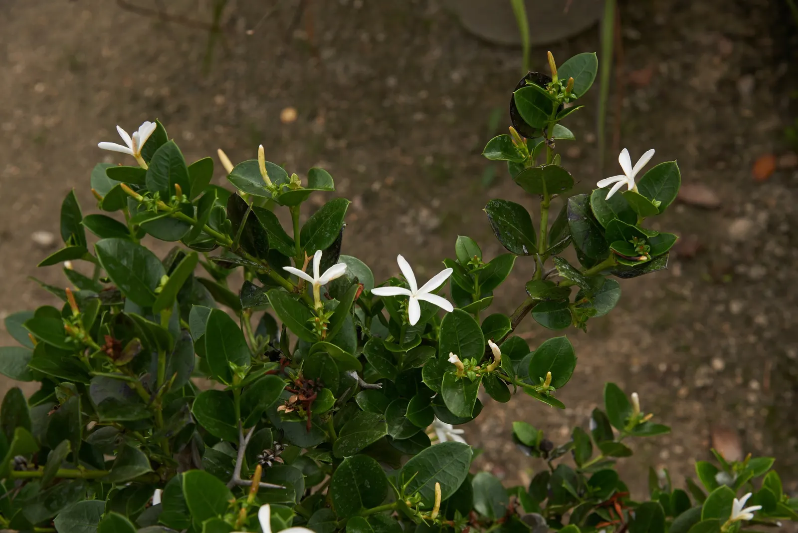 Natal Plum (Carissa Macrocarpa) — serving multiple functions with ease and aesthetic appeal; note its sharp thorns, ideal for security planting