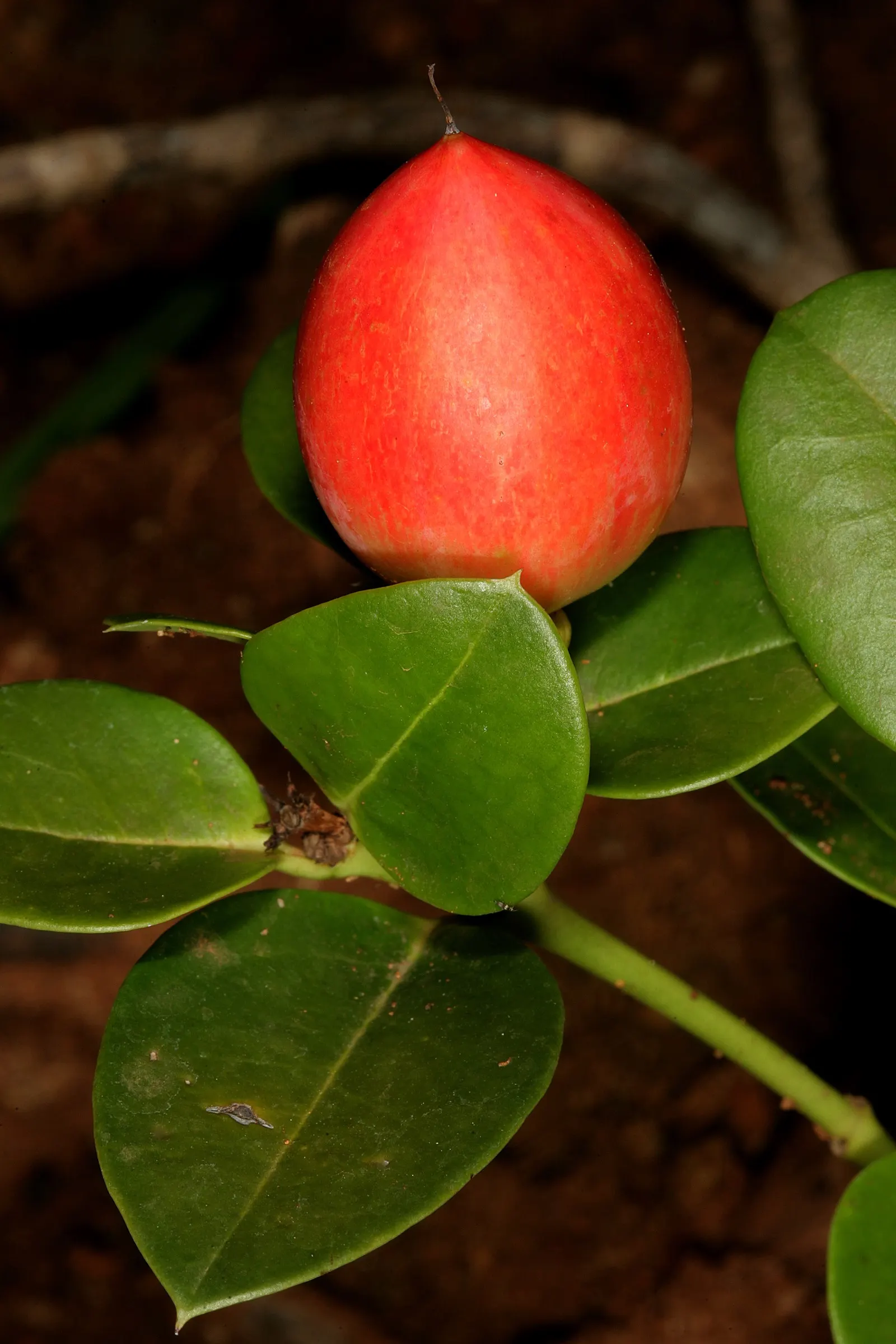 Natal Plum (Carissa Macrocarpa) — with some scattered flowering throughout the year.<br><br>These blooms give rise to edible; natal Plum (Carissa macrocarpa)
