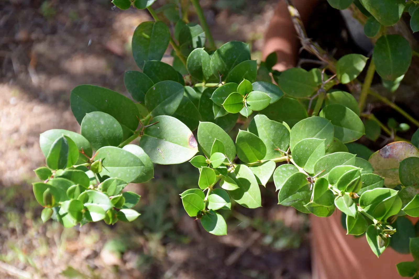 Natal Plum (Carissa Macrocarpa) — This compelling addition to any landscape typically reaches a height and spread of 3 to 7 feet; making it low-maintenance and