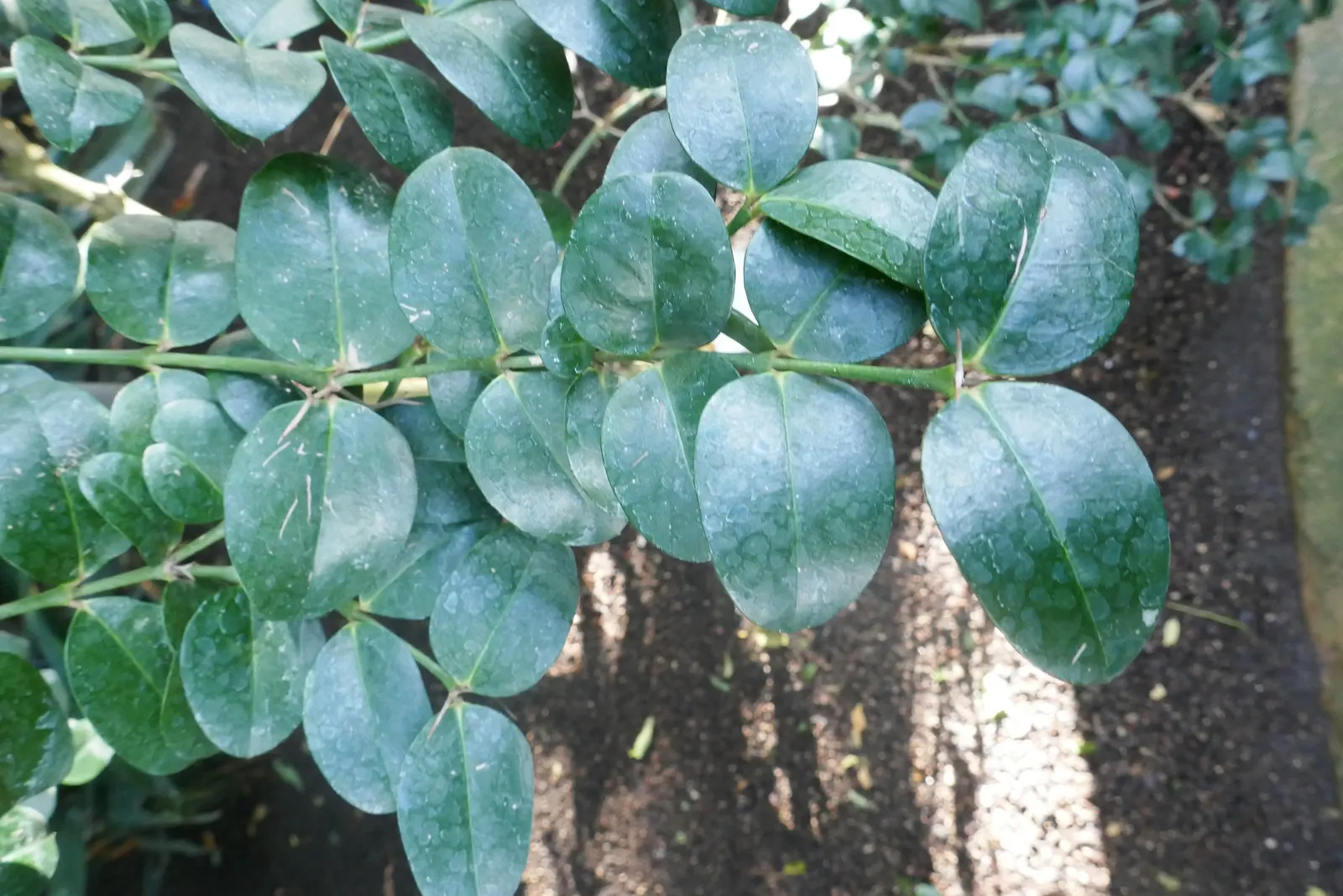 Natal Plum (Carissa Macrocarpa) — Be cautious when handling; shrub for full or half, image 75