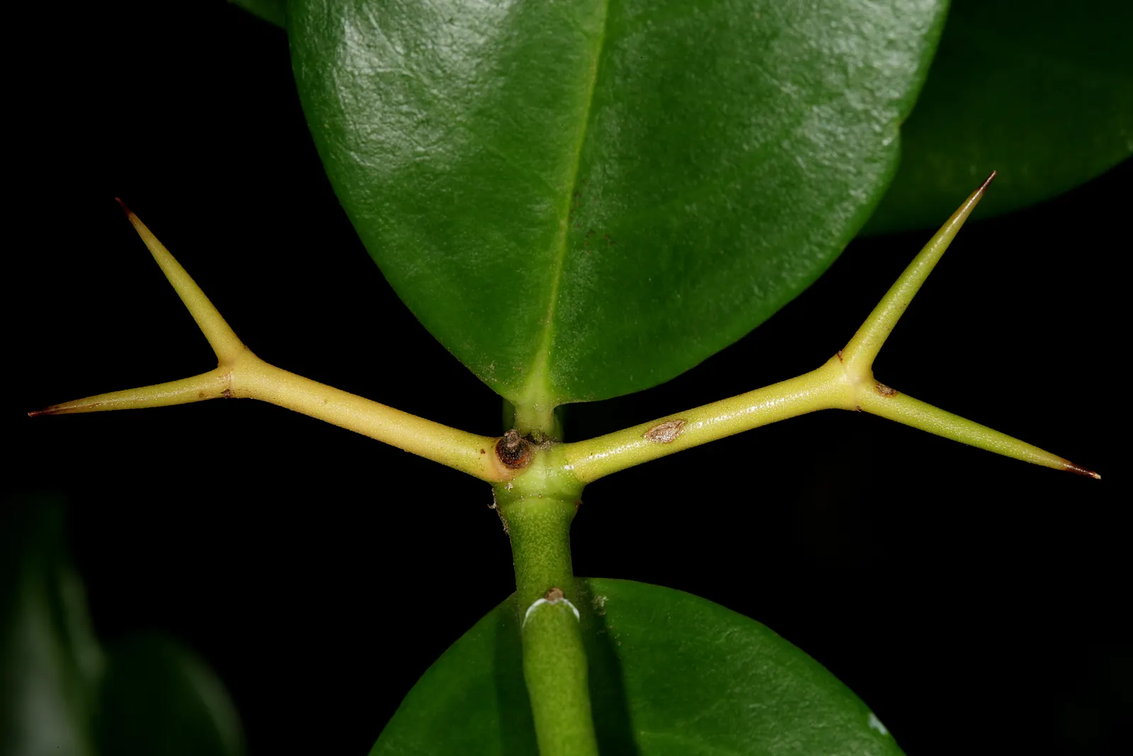 Natal Plum (Carissa Macrocarpa) — Be cautious when handling