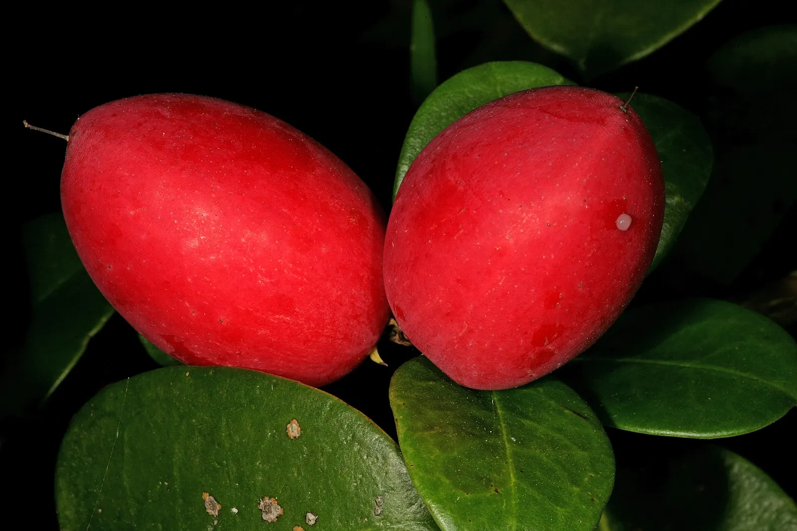 Natal Plum (Carissa Macrocarpa) — shrub with white blooms; it withstands a variety of soil types, image 86