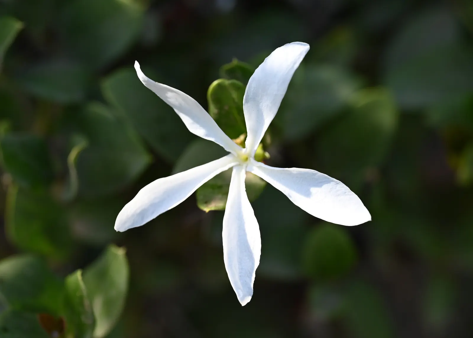 Natal Plum (Carissa Macrocarpa) — Drought-tolerant once established; maintain at least 3 feet between plants for optimal growth, image 109