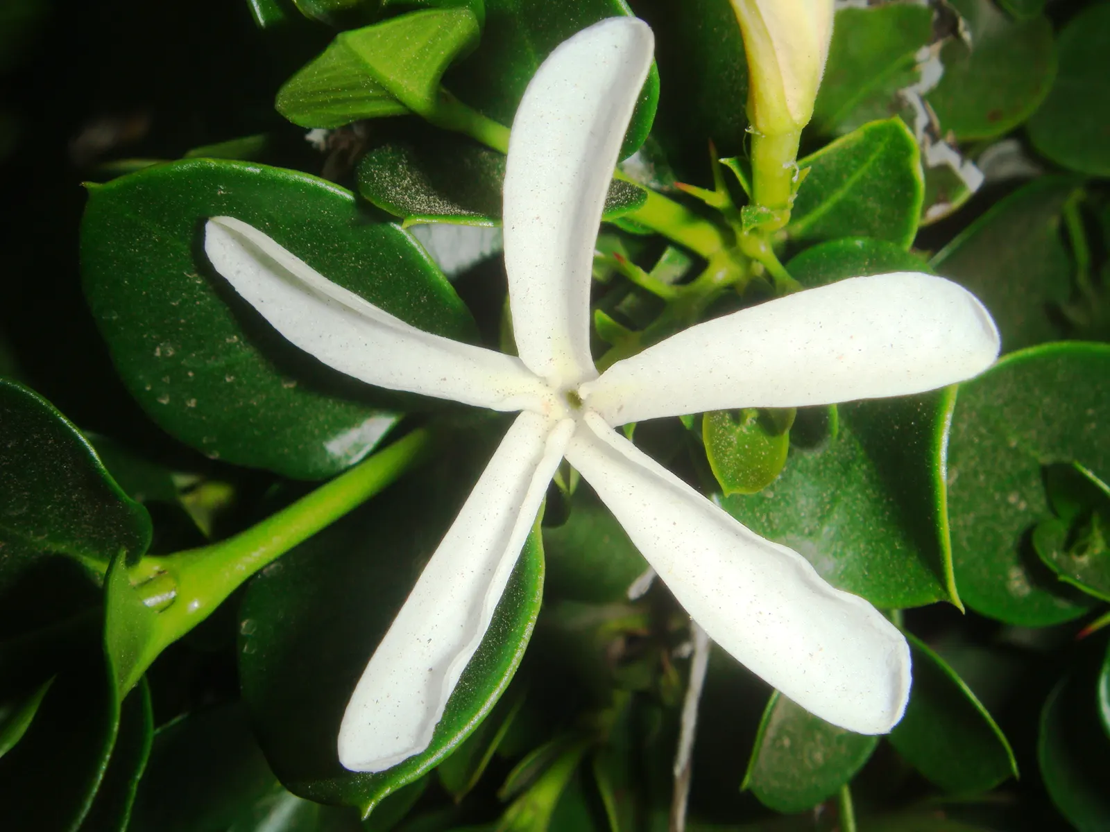 Natal Plum (Carissa Macrocarpa) — It features plum-like fruits, edible when red, and grows 5 to 7 feet tall with a similar spread; preferring full, image 61