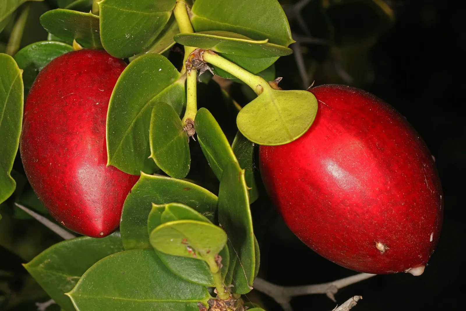 Natal Plum (Carissa Macrocarpa) — prized for its glossy foliage and star-shaped white blossoms that exude a sweet fragrance
