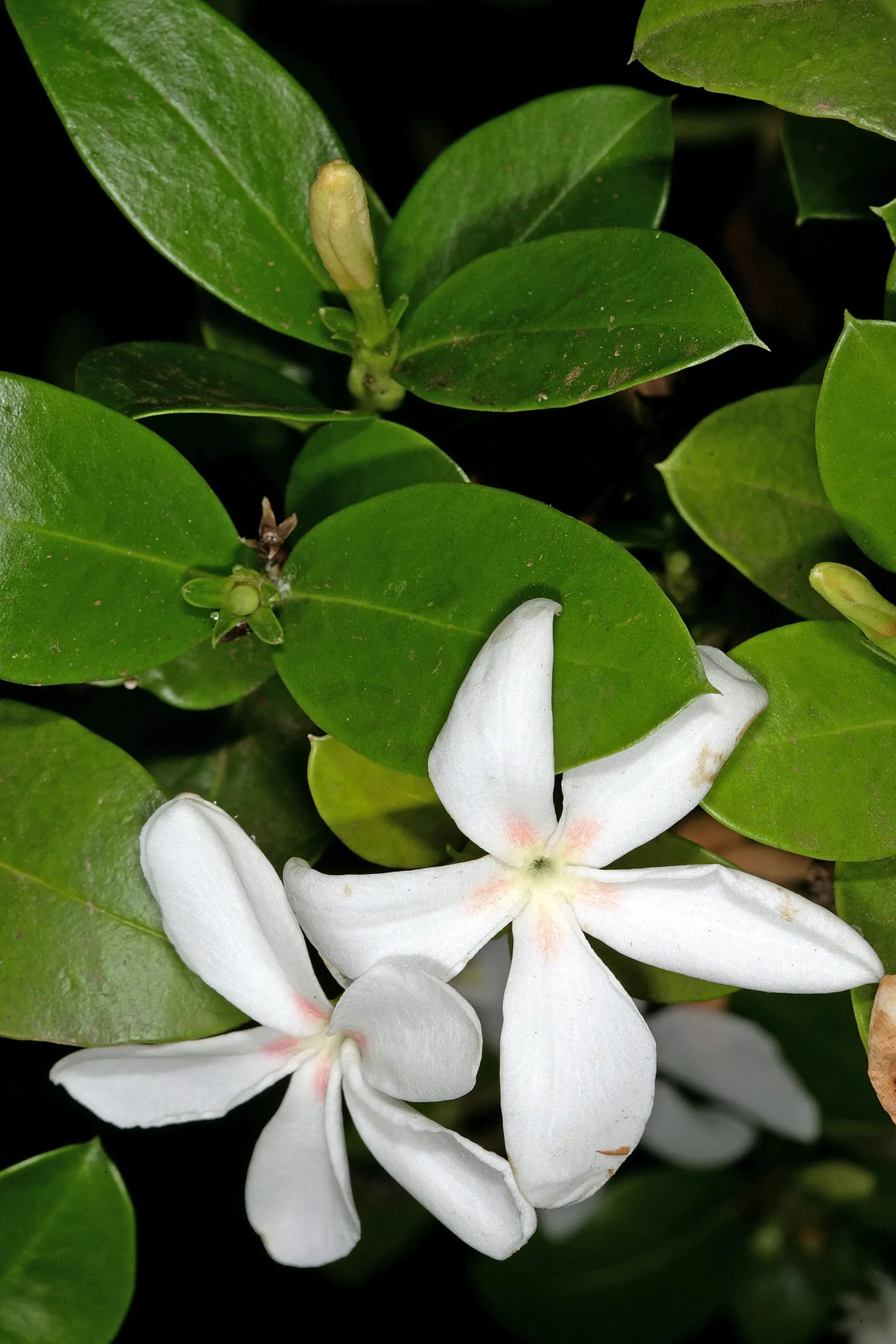 Natal Plum (Carissa Macrocarpa) — providing a lush backdrop for its star-shaped; frequently utilized in culinary applications such as jams and jellies