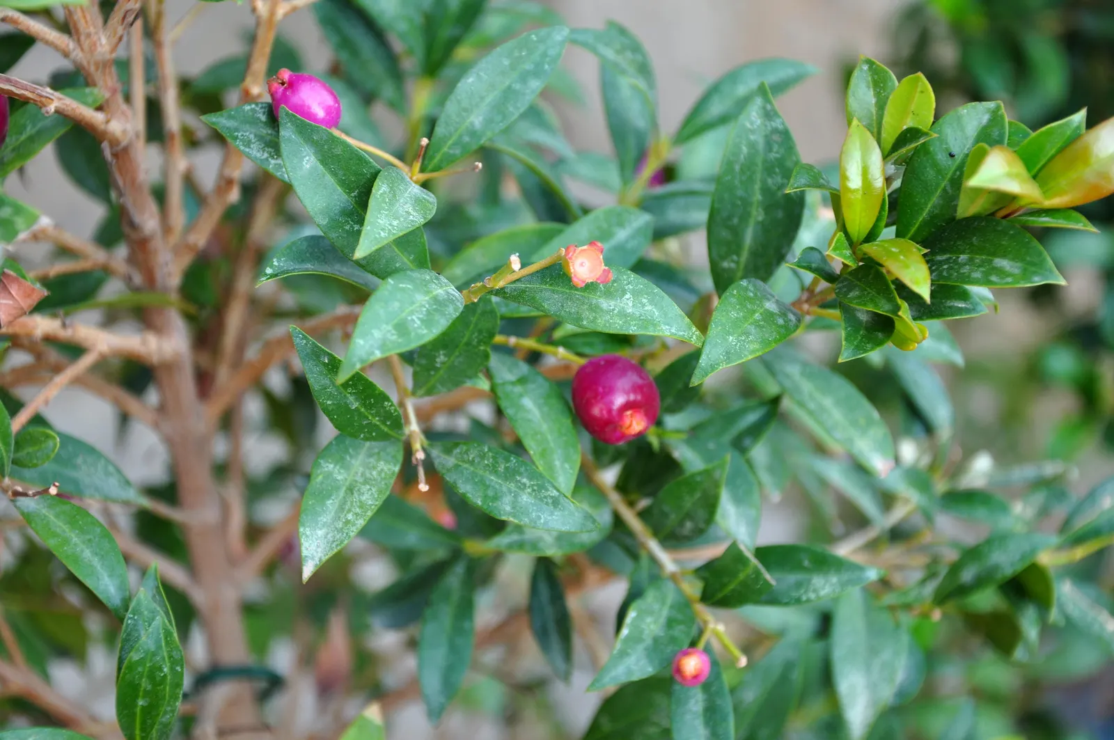Natal Plum (Carissa Macrocarpa) — The Natal Plum, or Carissa macrocarpa, is a versatile and robust evergreen shrub originating from South Africa