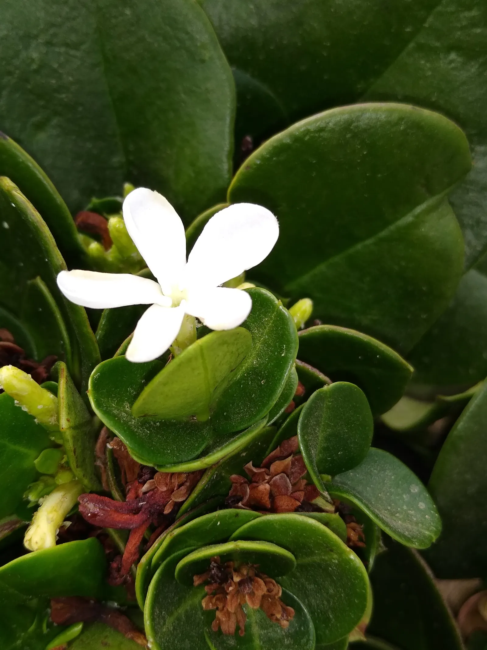Natal Plum (Carissa Macrocarpa) — it requires moderate watering; with some scattered flowering throughout the year.<br><br>These blooms give rise, image 81