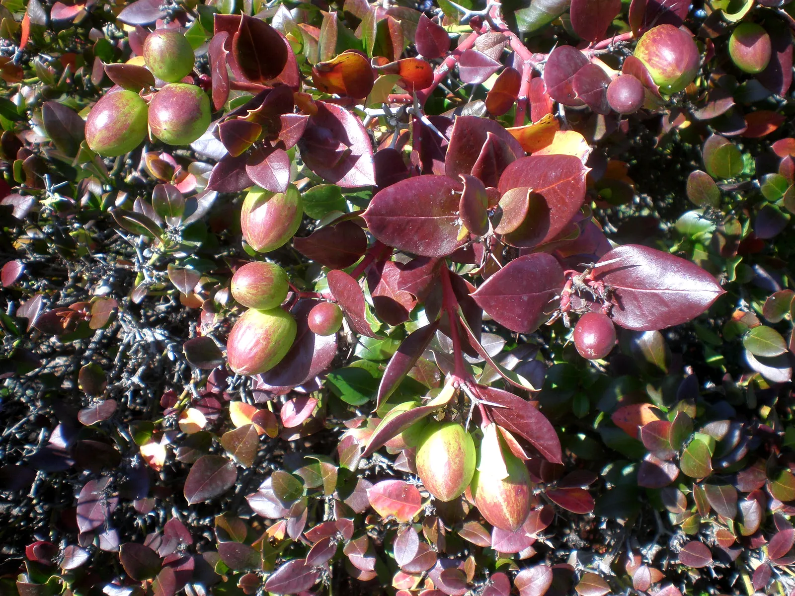 Natal Plum (Carissa Macrocarpa) — which bloom prolifically from late spring to late summer