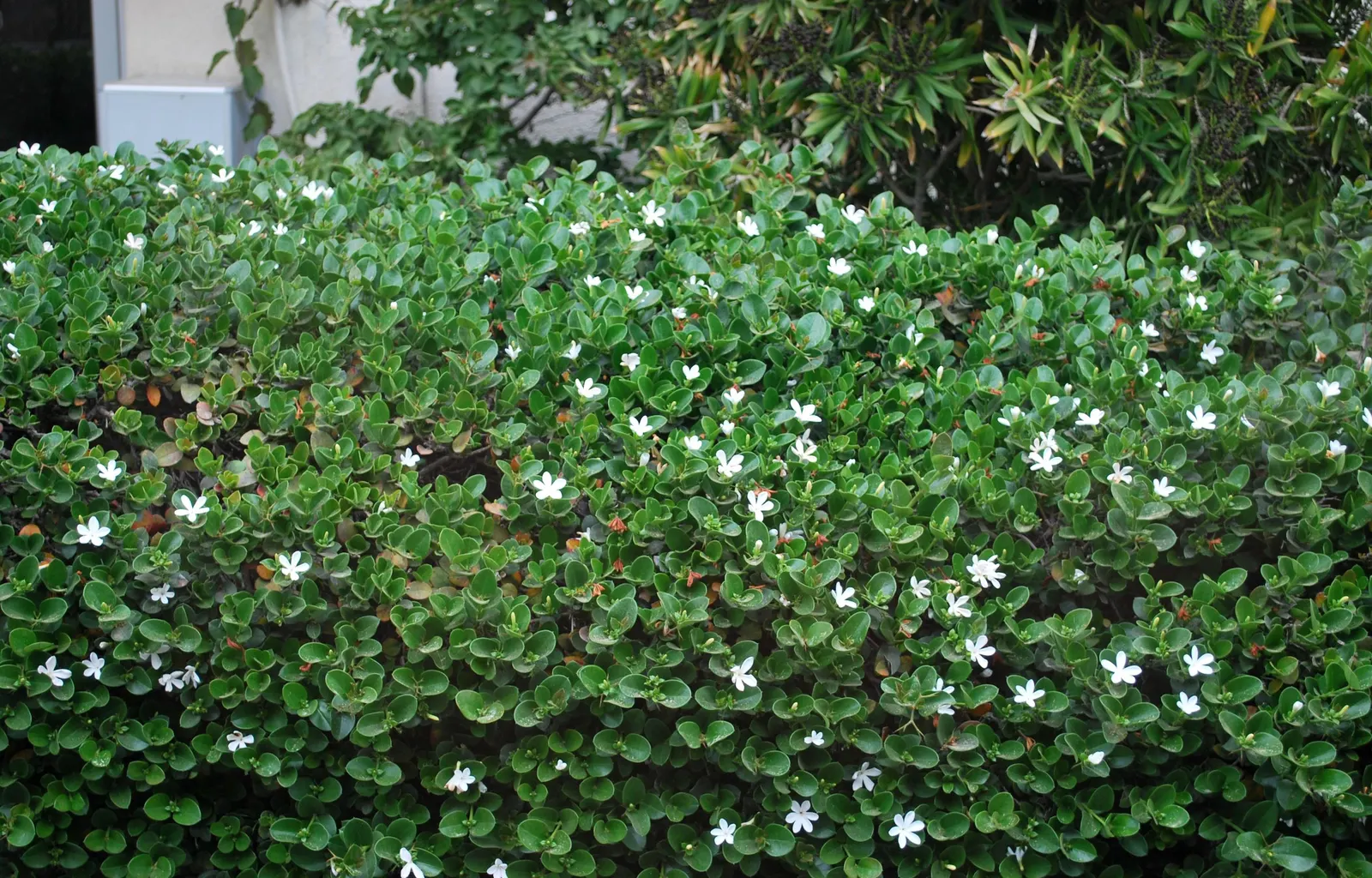 Natal Plum (Carissa Macrocarpa) — It can be utilized as an ornamental feature; white flowers in the garden