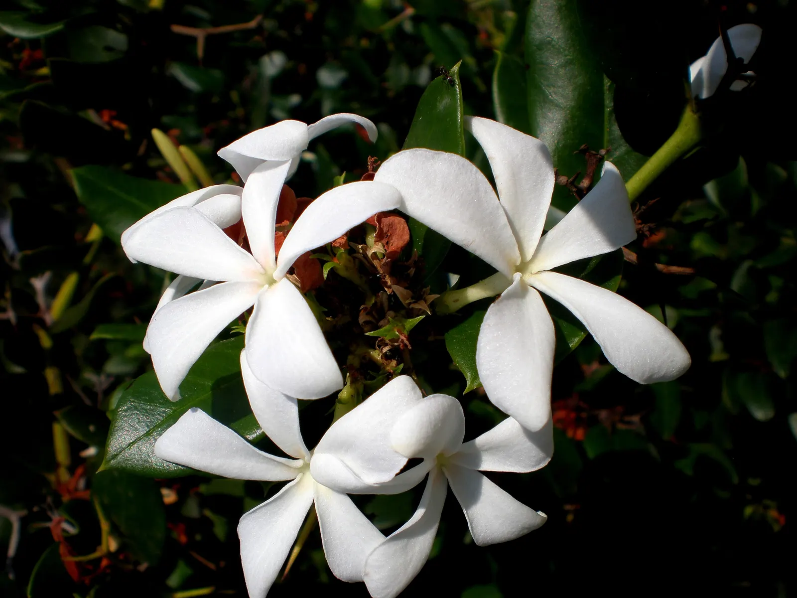 Natal Plum (Carissa Macrocarpa) — Maintain at least 3 feet between plants for optimal growth; glossy foliage is a rich green color, image 64