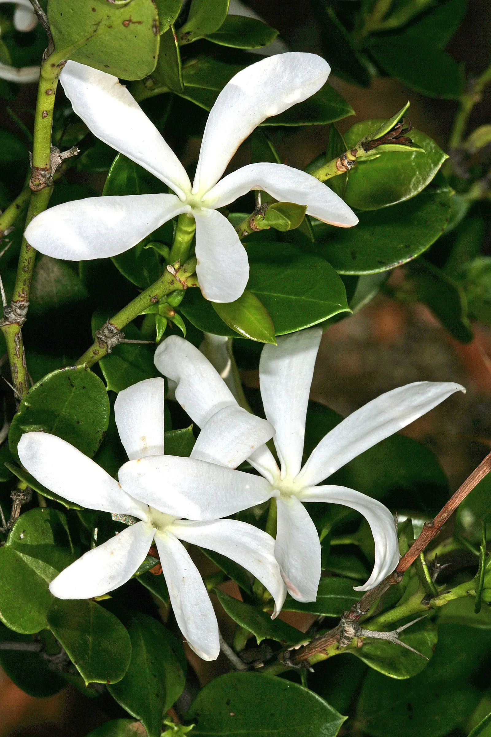 Natal Plum (Carissa Macrocarpa) — providing a lush backdrop for its star-shaped; frequently utilized in culinary applications such as jams and, image 69