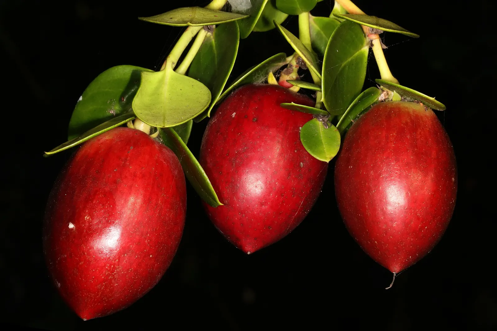 Natal Plum (Carissa Macrocarpa) — making it low-maintenance and a resilient option for busy gardeners; provided they are well-drained