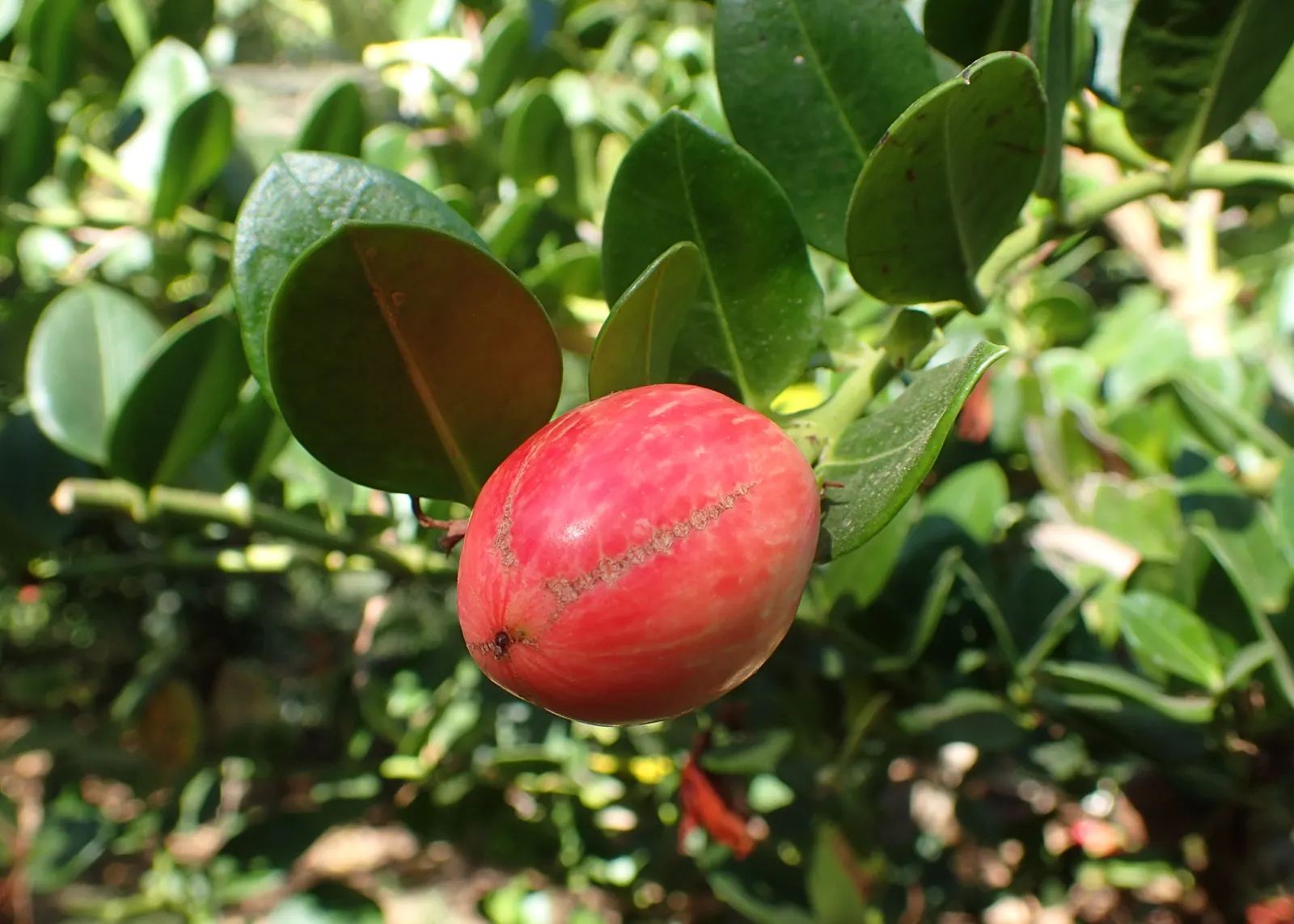Natal Plum (Carissa Macrocarpa) — It withstands a variety of soil types; deep red plum-like fruits, image 106
