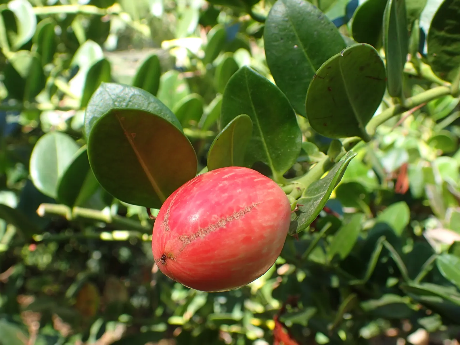 Natal Plum (Carissa Macrocarpa) — deep red plum-like fruits