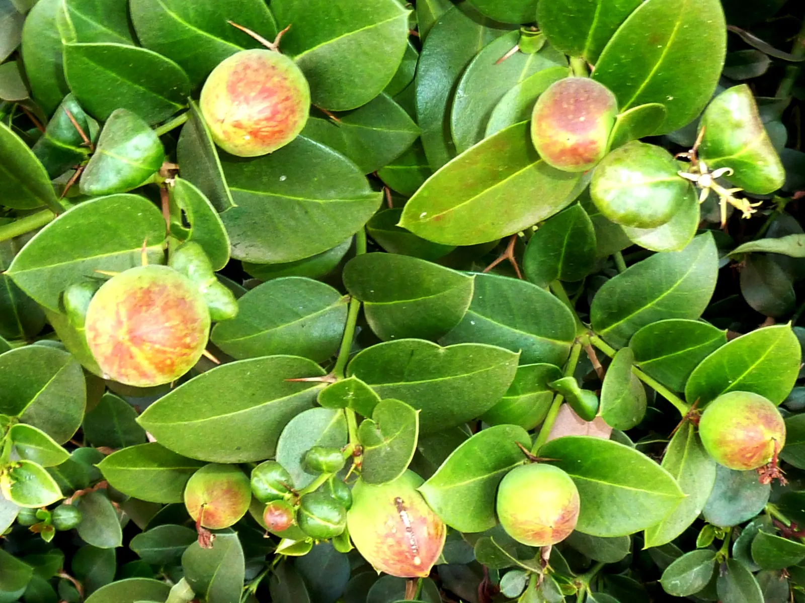 Natal Plum (Carissa Macrocarpa) — serving multiple functions with ease and aesthetic appeal