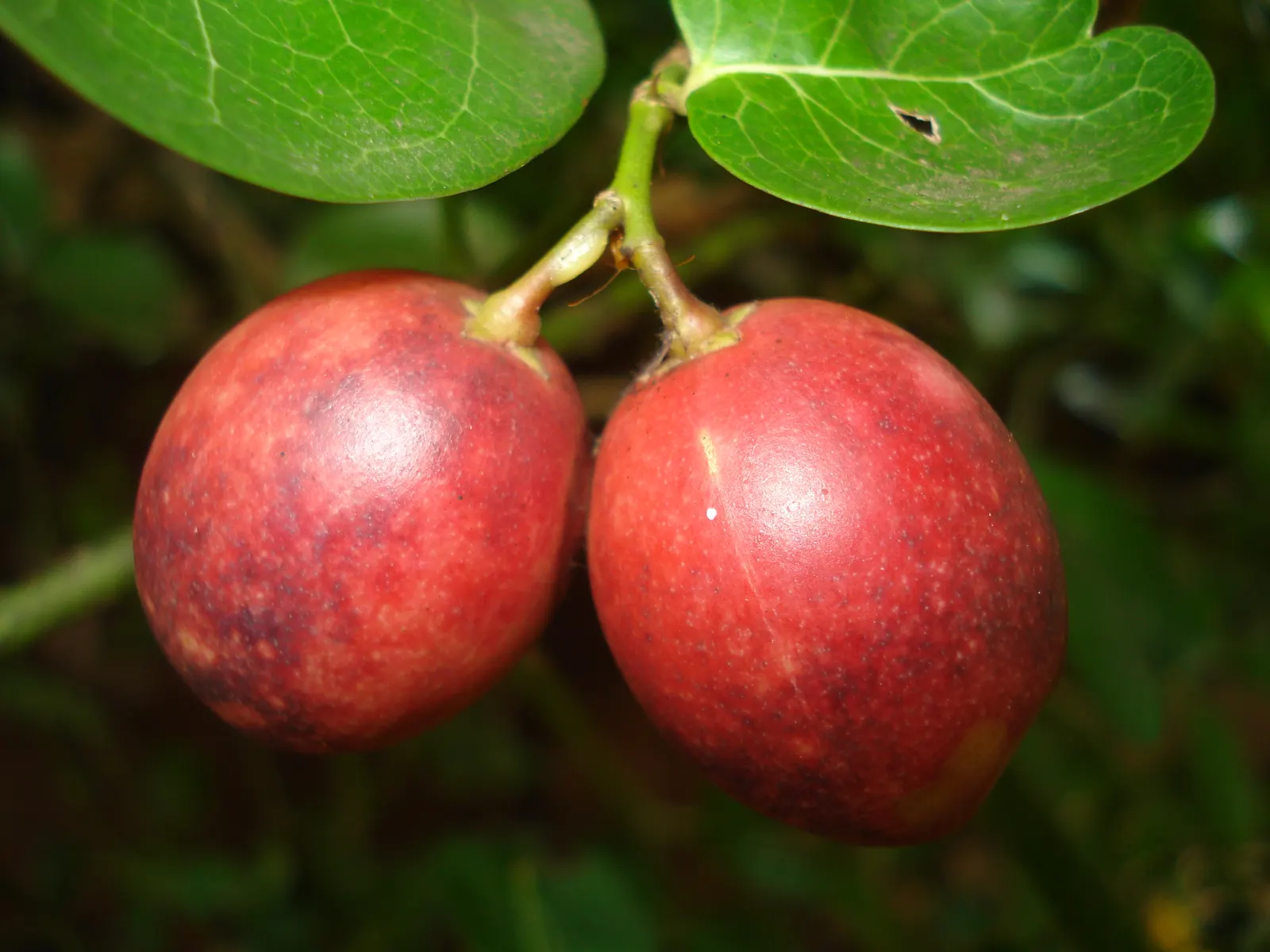 Natal Plum (Carissa Macrocarpa) — deep red plum-like fruits; this compelling addition to any landscape typically reaches a height and spread of 3 to 7 feet