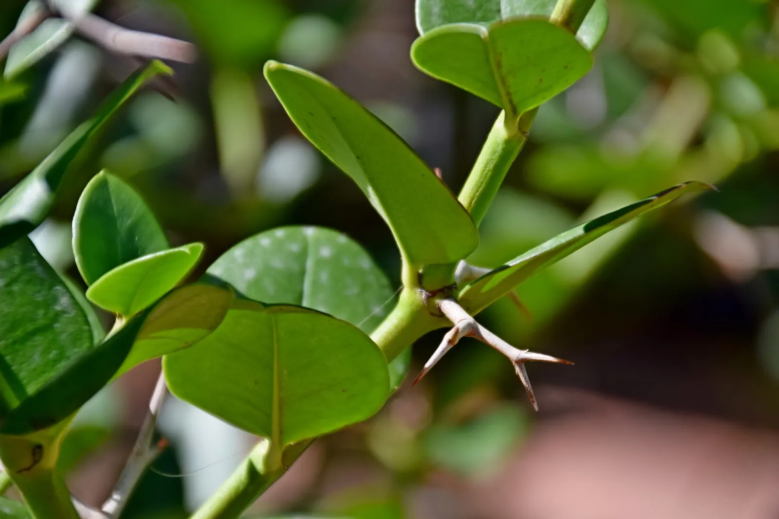 Natal Plum (Carissa Macrocarpa) — Natal Plum (Carissa macrocarpa) is an evergreen shrub; hardy and drought-resistant, it thrives in full sun to partial shade