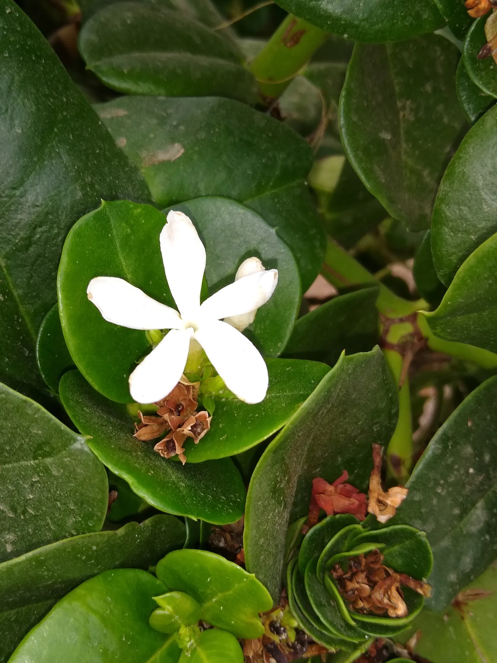 Natal Plum (Carissa Macrocarpa) — white flowers in the garden; which bloom prolifically from late spring to late summer, image 85