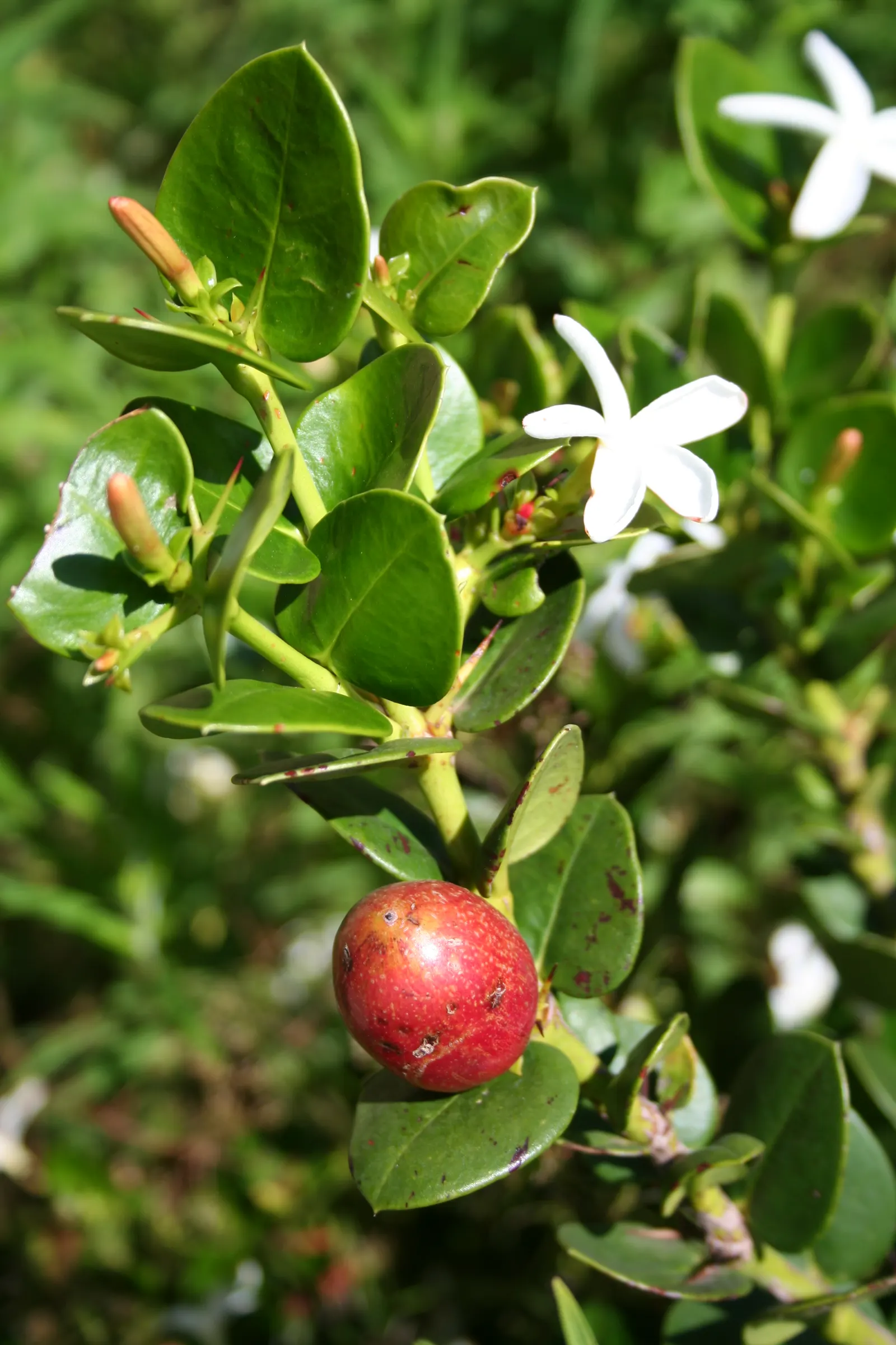 Natal Plum (Carissa Macrocarpa) — Hardy and drought-resistant, it thrives in full sun to partial shade; it can be utilized as an ornamental feature