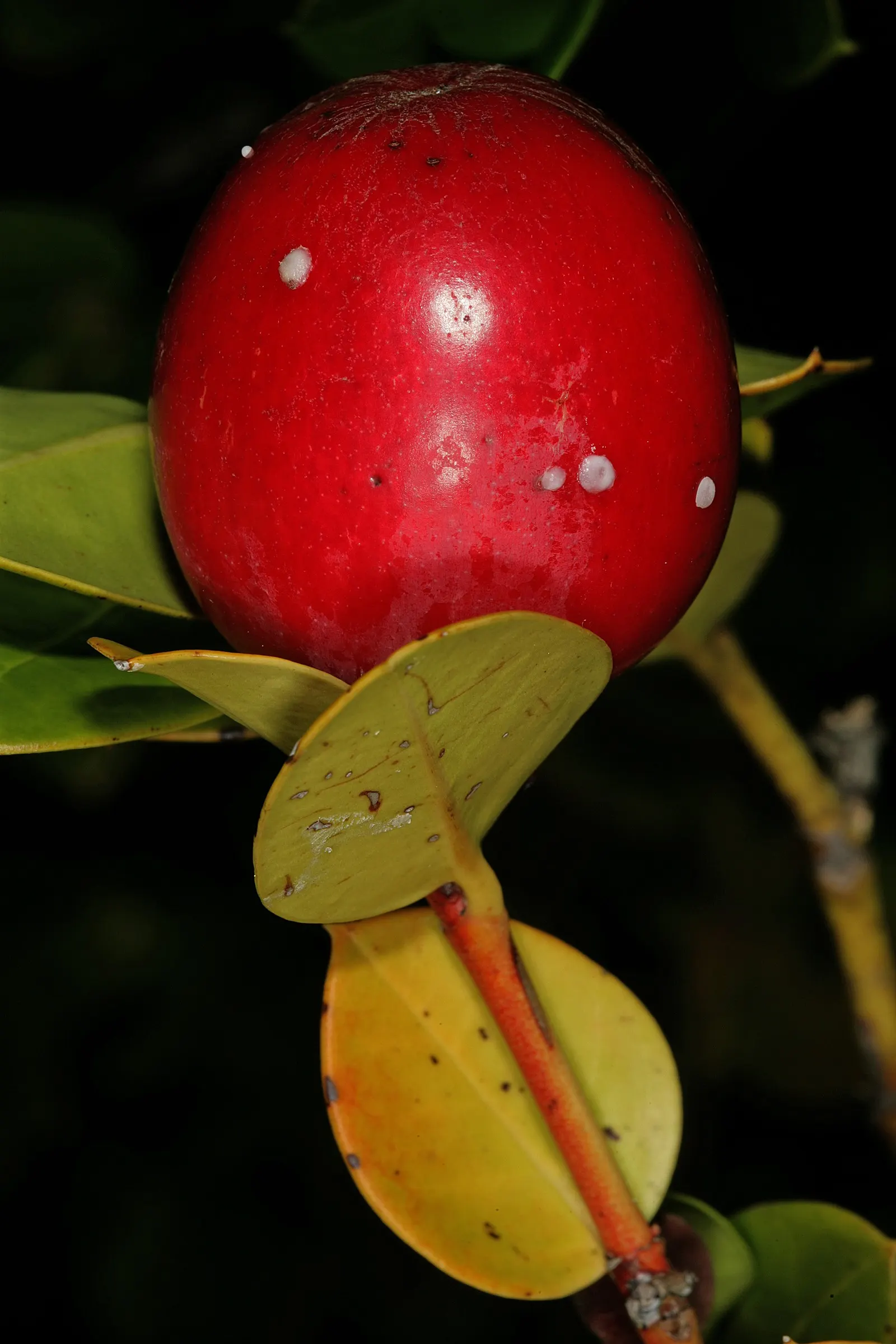 Natal Plum (Carissa Macrocarpa) — prized for its glossy foliage and star-shaped white blossoms that exude a sweet fragrance; providing a lush, image 60