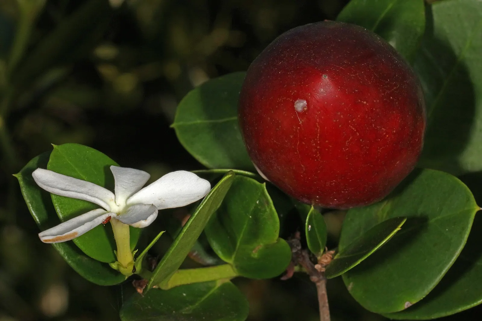 Natal Plum (Carissa Macrocarpa) — but under optimal conditions can extend to a maximum of 10 feet; prized for its glossy foliage and star-shaped, image 96