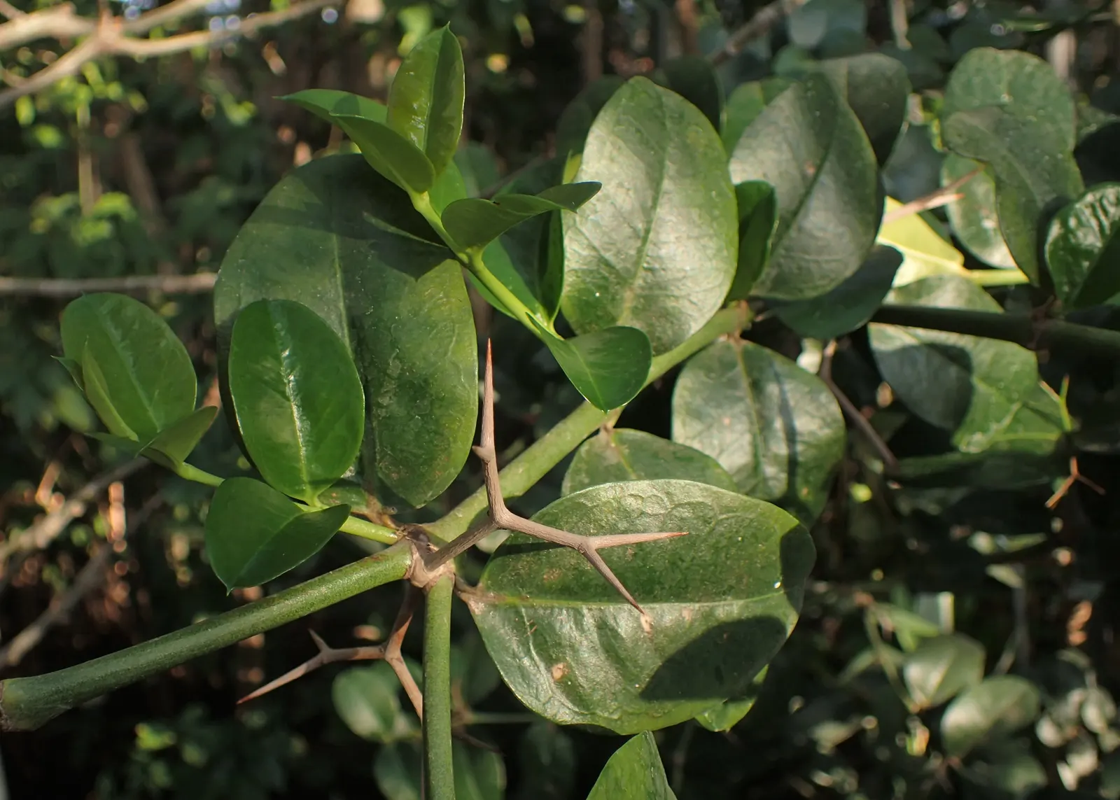 Natal Plum (Carissa Macrocarpa) — making it an excellent choice for coastal regions