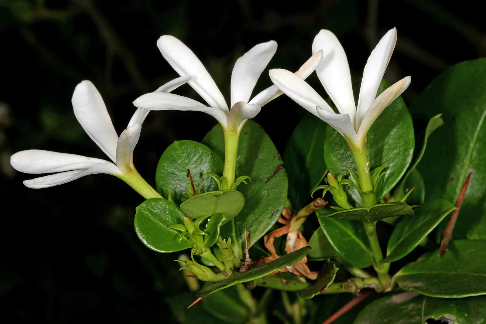 Natal Plum (Carissa Macrocarpa) — making it an excellent choice for coastal regions; shrub with white blooms, image 108