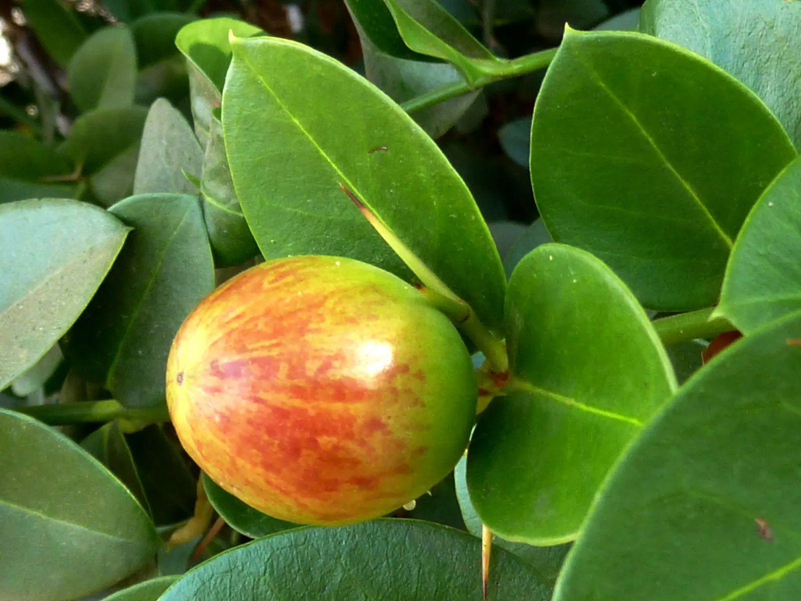 Natal Plum (Carissa Macrocarpa) — This compelling addition to any landscape typically reaches a height and spread of 3 to 7 feet; making it, image 95