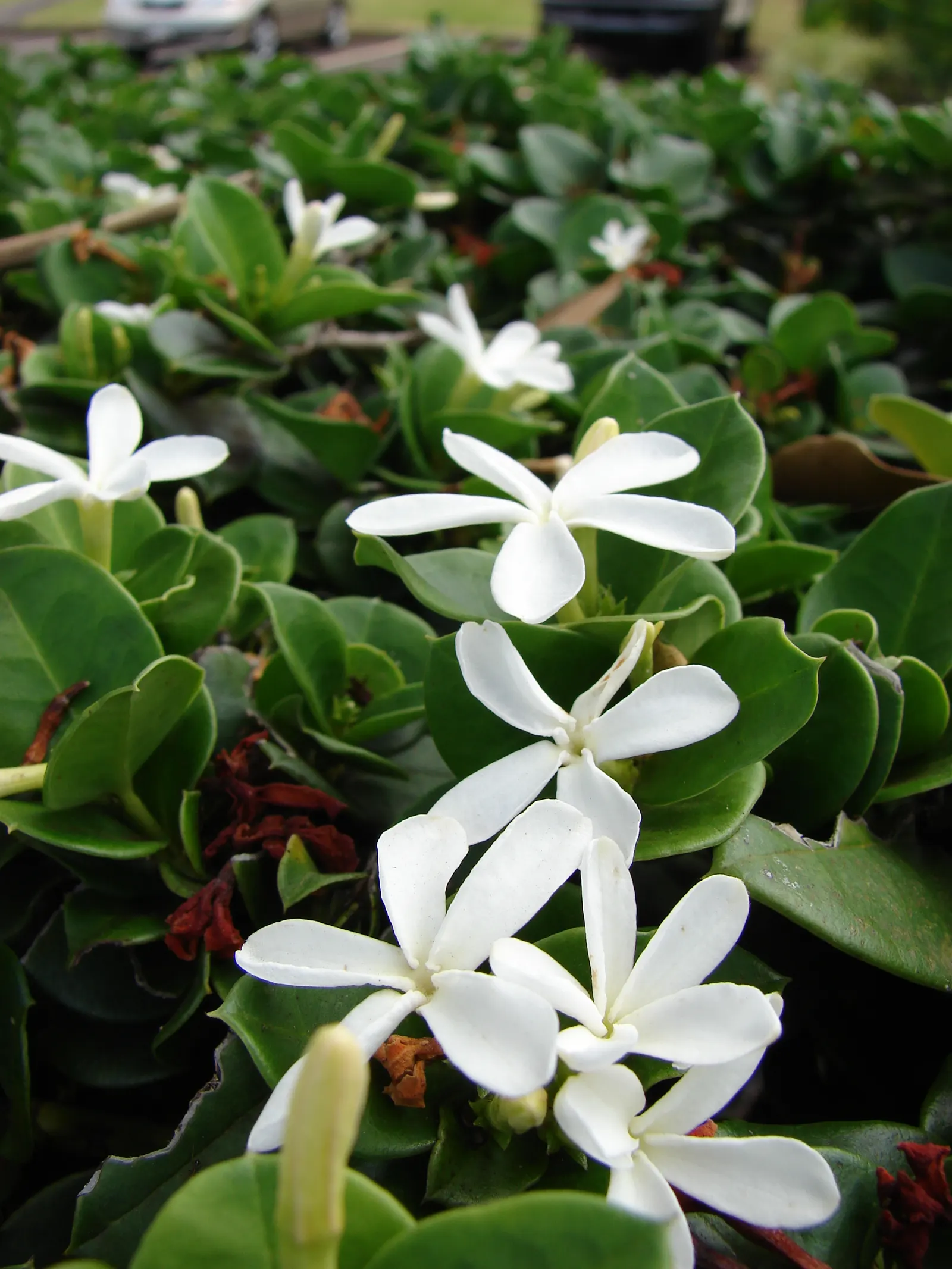 Natal Plum (Carissa Macrocarpa) — Drought-tolerant once established; maintain at least 3 feet between plants for optimal growth, image 80