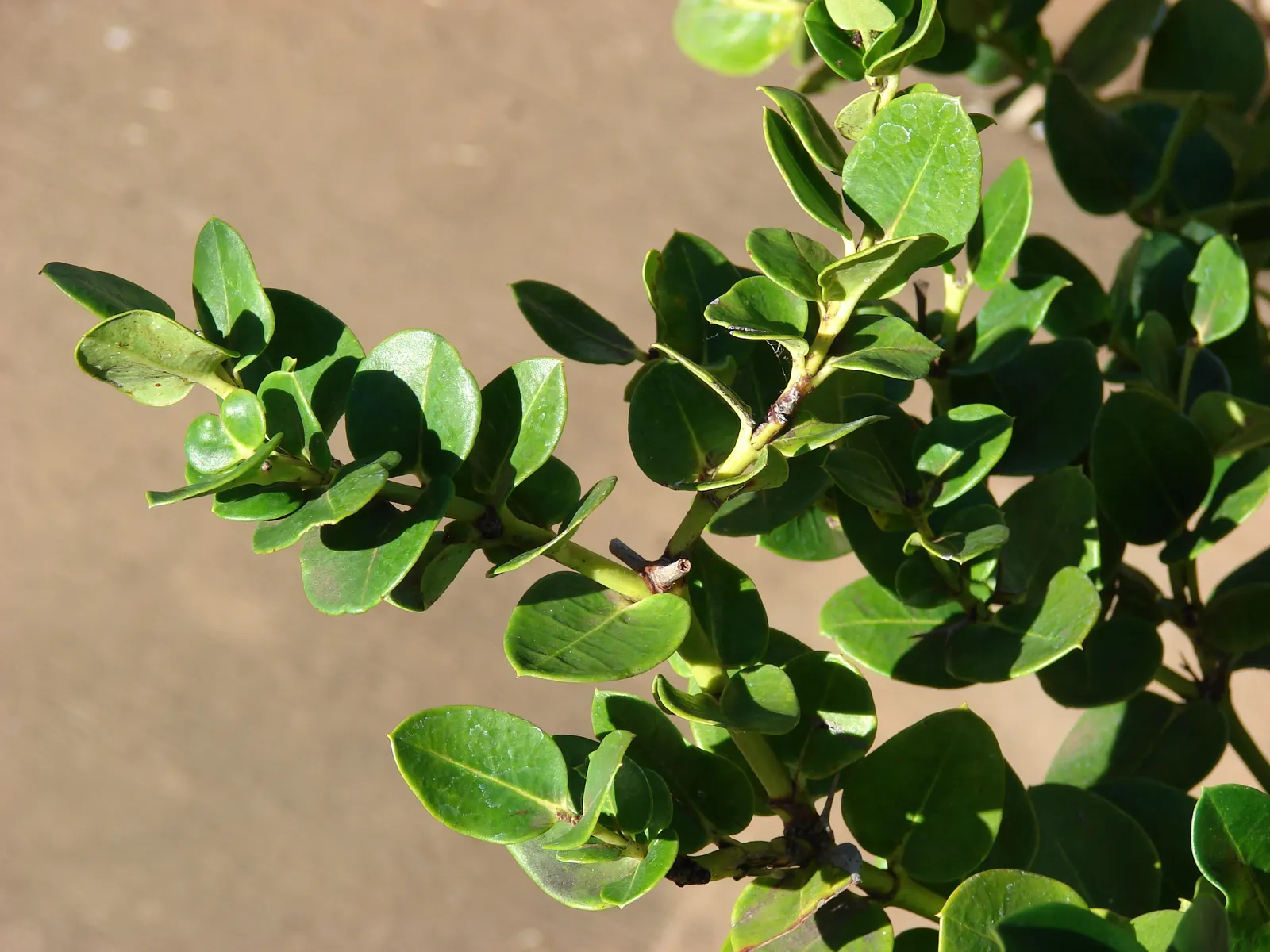 Natal Plum (Carissa Macrocarpa) — frequently utilized in culinary applications such as jams and jellies; drought-tolerant once established