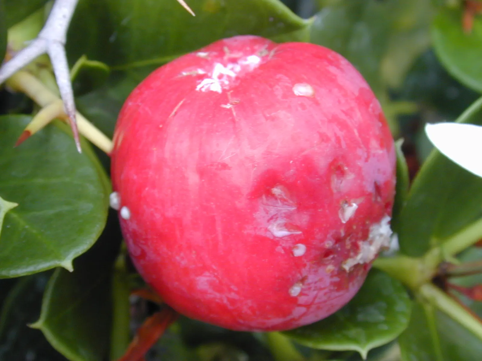 Natal Plum (Carissa Macrocarpa) — It can be utilized as an ornamental feature; white flowers in the garden, image 83