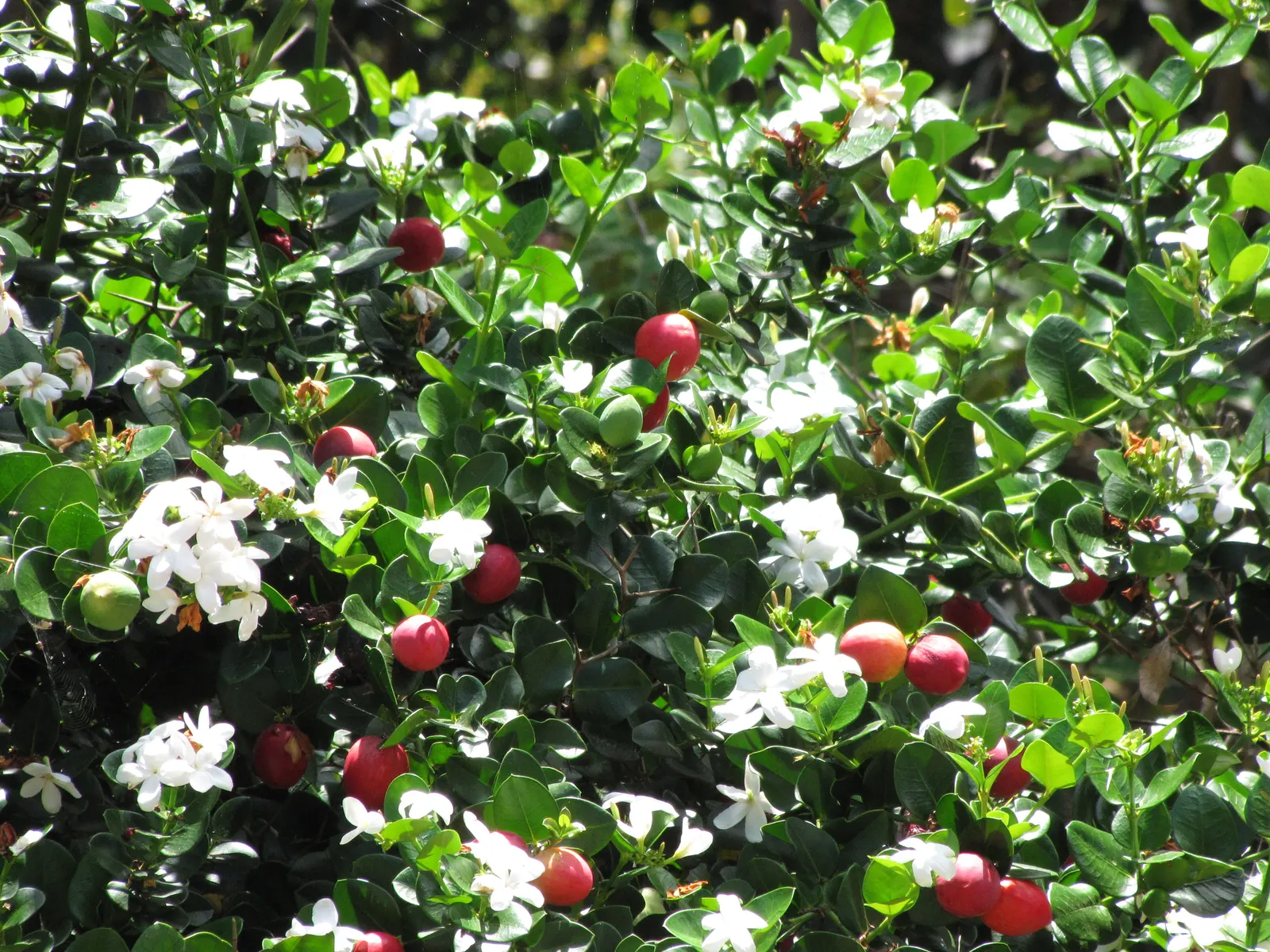 Natal Plum (Carissa Macrocarpa) — it requires moderate watering