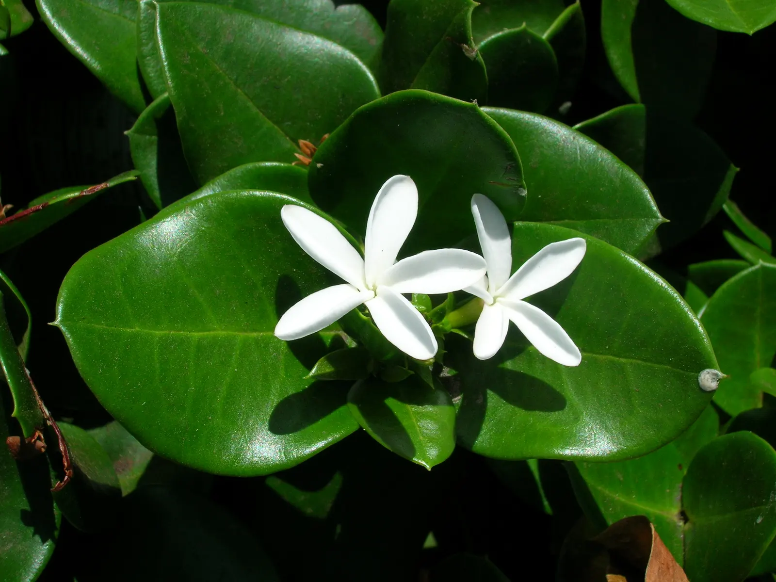 Natal Plum (Carissa Macrocarpa) — making it low-maintenance and a resilient option for busy gardeners