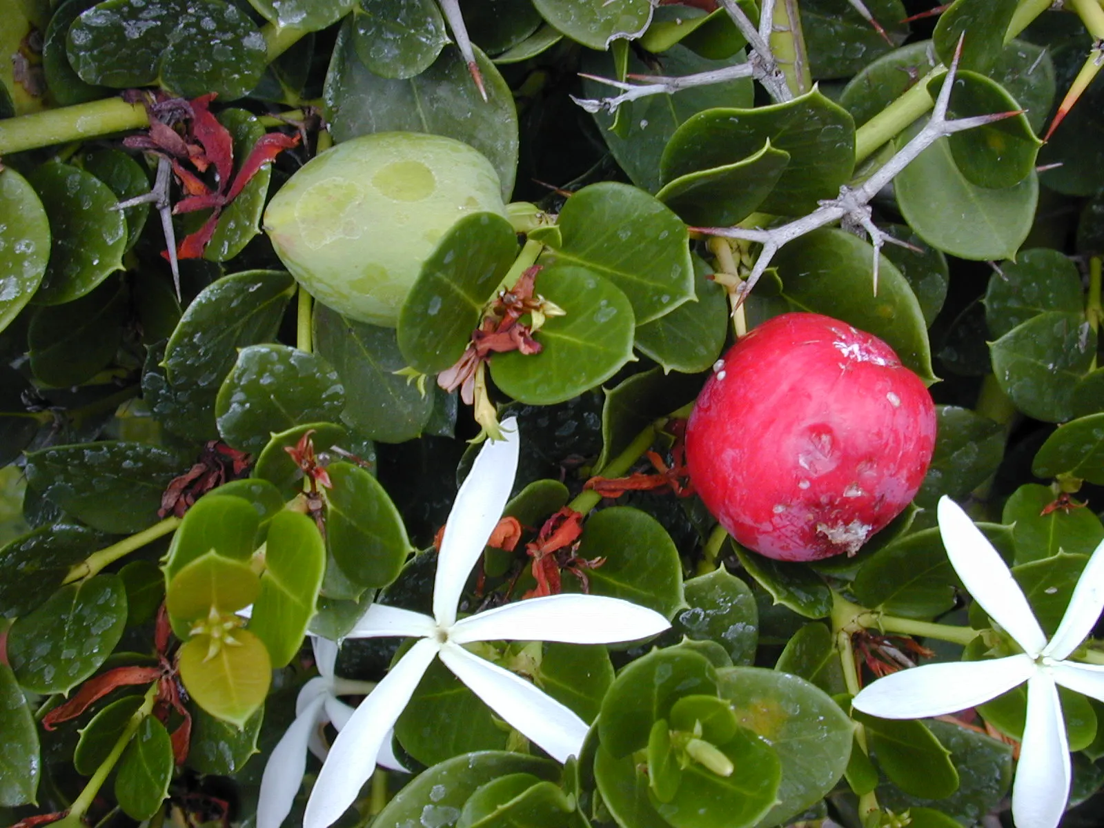 Natal Plum (Carissa Macrocarpa) — frequently utilized in culinary applications such as jams and jellies